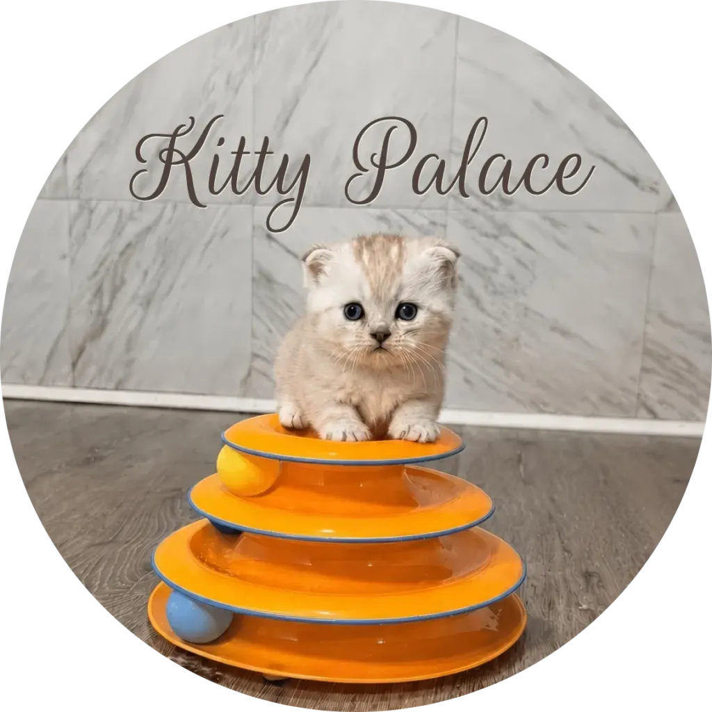 Cream chocolate munchkin fold kitten perched on an orange ball-track toy, Princess