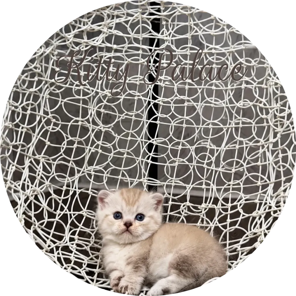 Cream chocolate munchkin fold kitten with blue eyes resting in a basket chair, Princess