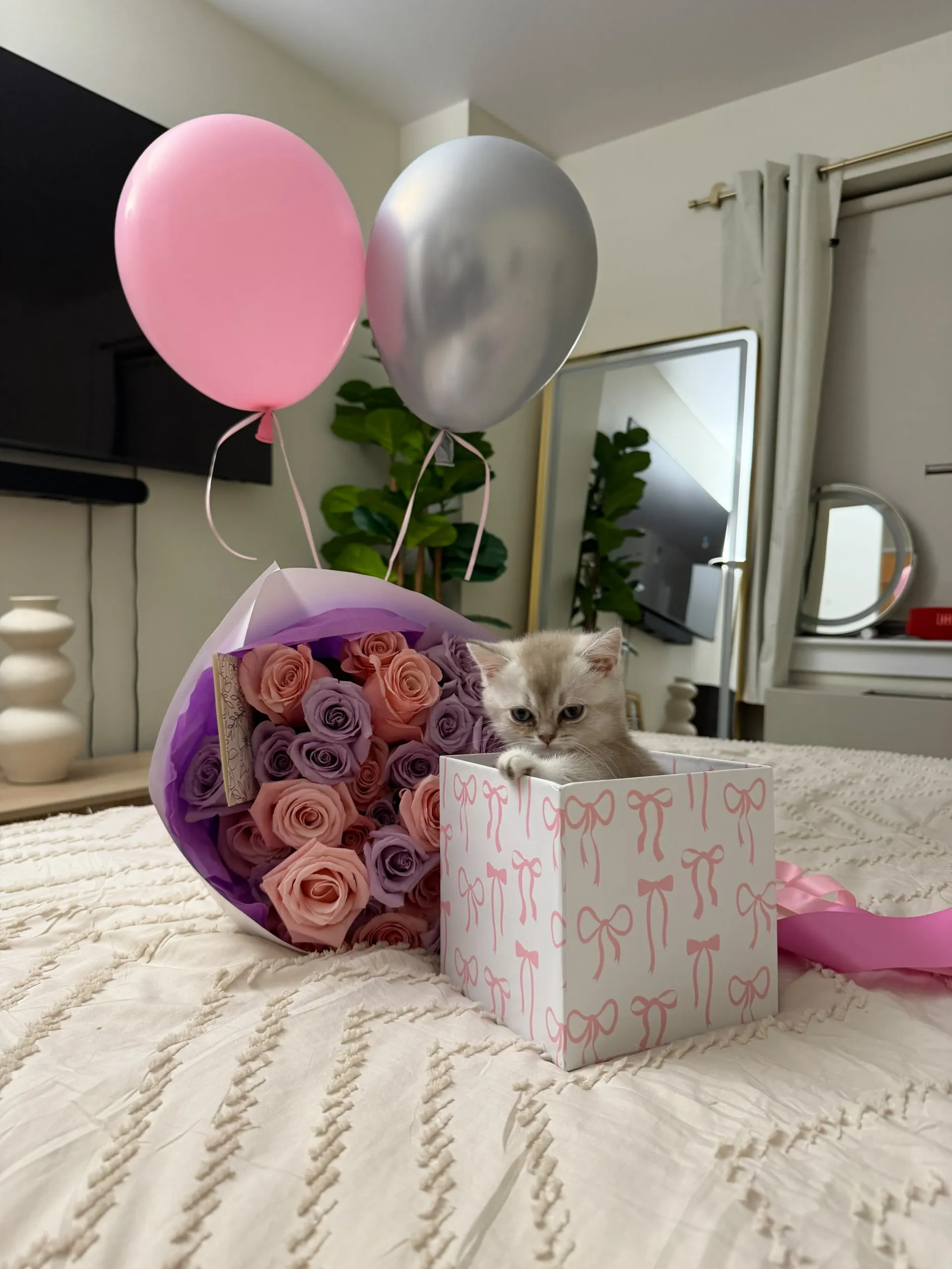 Cat Breeders near me. Cream kitten sitting in a pink gift box beside a rose bouquet and balloons