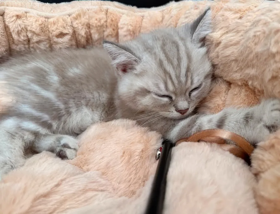 Silver kitten asleep on a peach fleece blanket