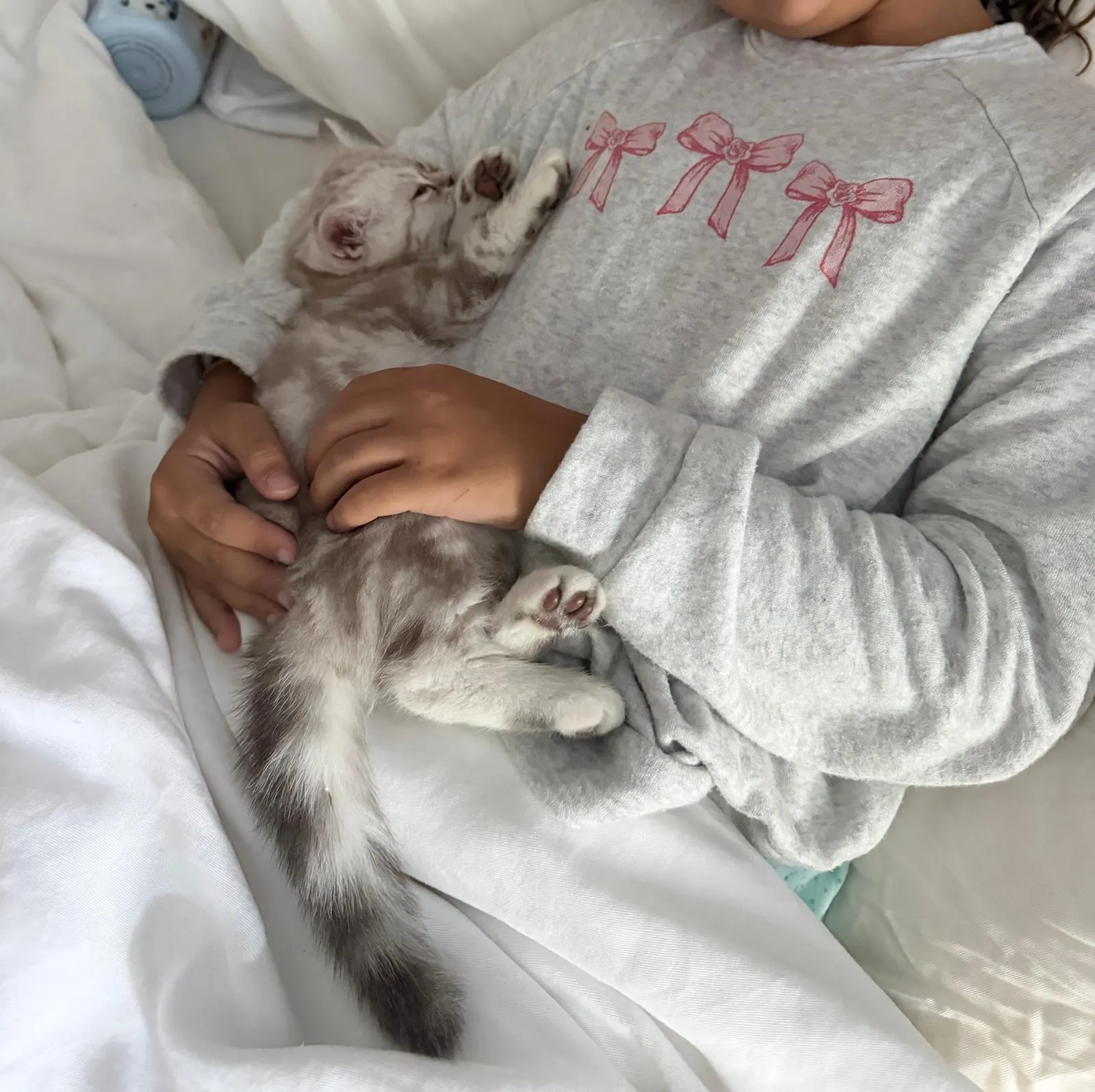 Silver tabby Scottish Straight kitten asleep on its back in a child's arms