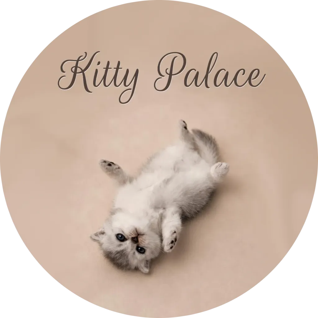 Plata, a black silver chinchilla Scottish Straight female kitten, rolling on her back — kitties near me