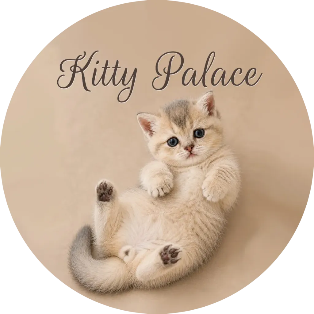 Playful Scottish Straight kitten Buddy rolling on his back, blue golden chinchilla — kittens near me