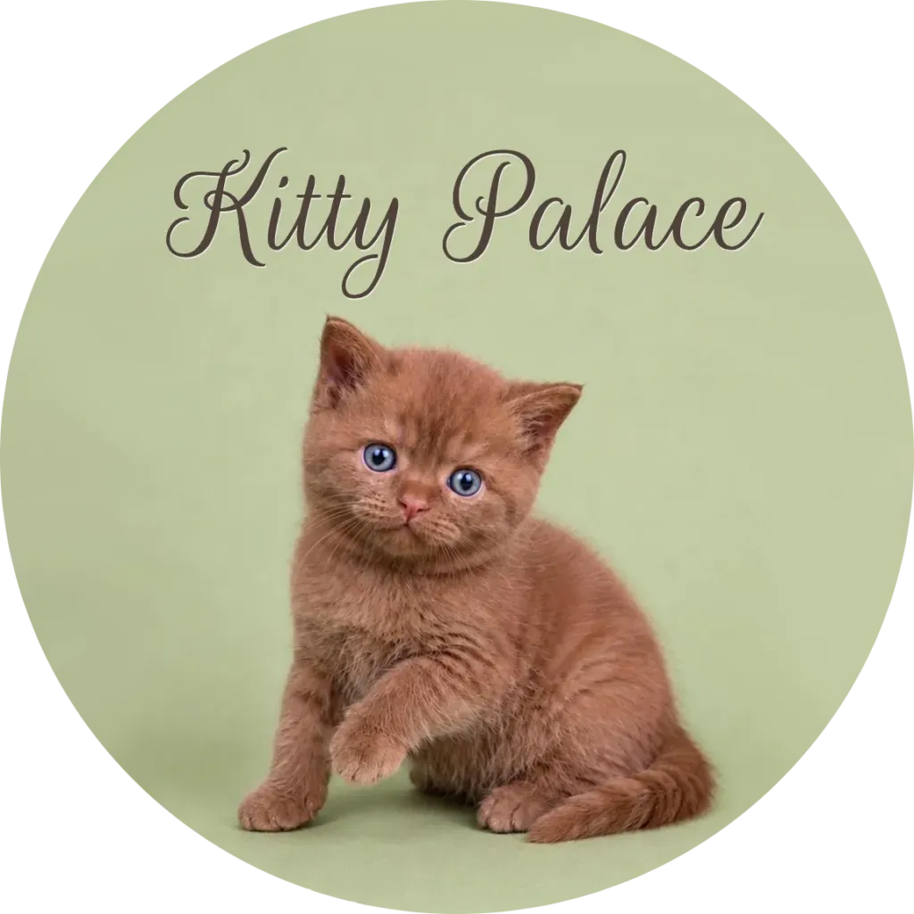 Reddish cinnamon British shorthair kitten sitting with one paw raised — cinnamon British shorthair for sale