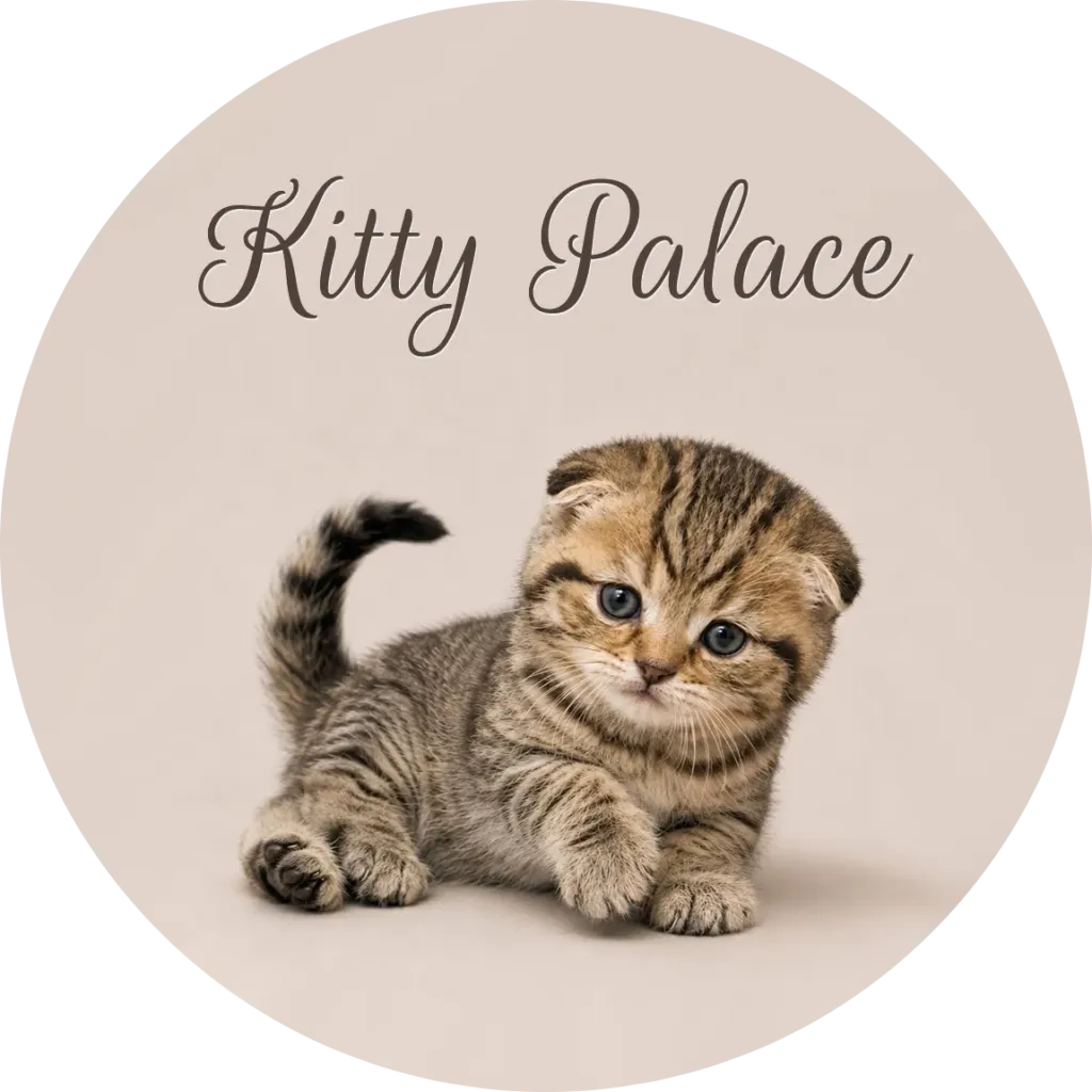 Tiny tabby kitten with blue eyes and soft fur poses playfully on a neutral cream background