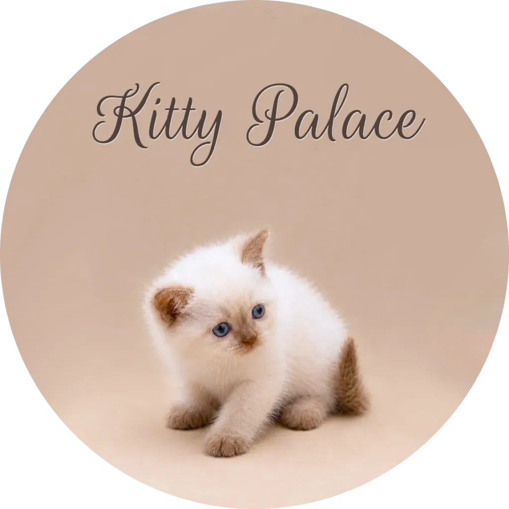 British shorthair kitten cost, cream point baby mid-step with tail curled behind