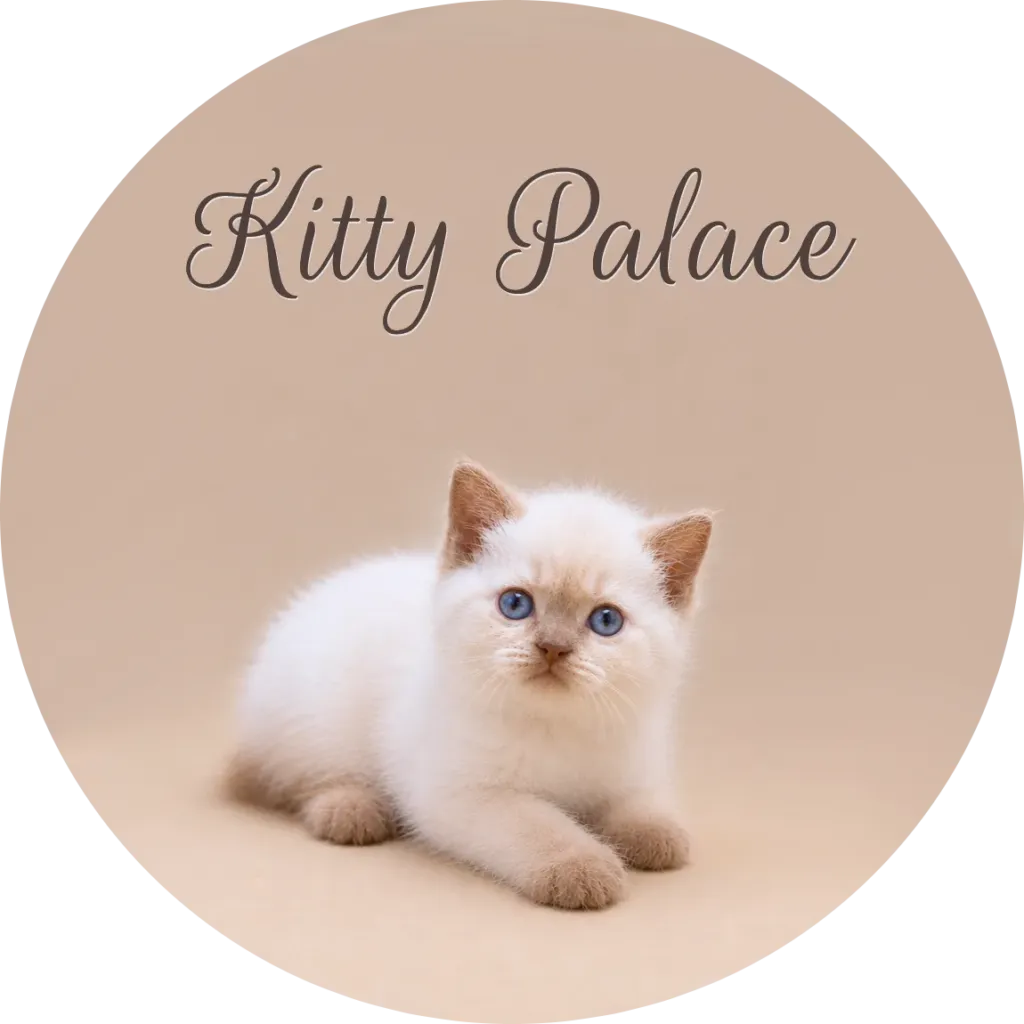 British shorthair kitten cost — cream colorpoint kitten lying with front paws stretched out