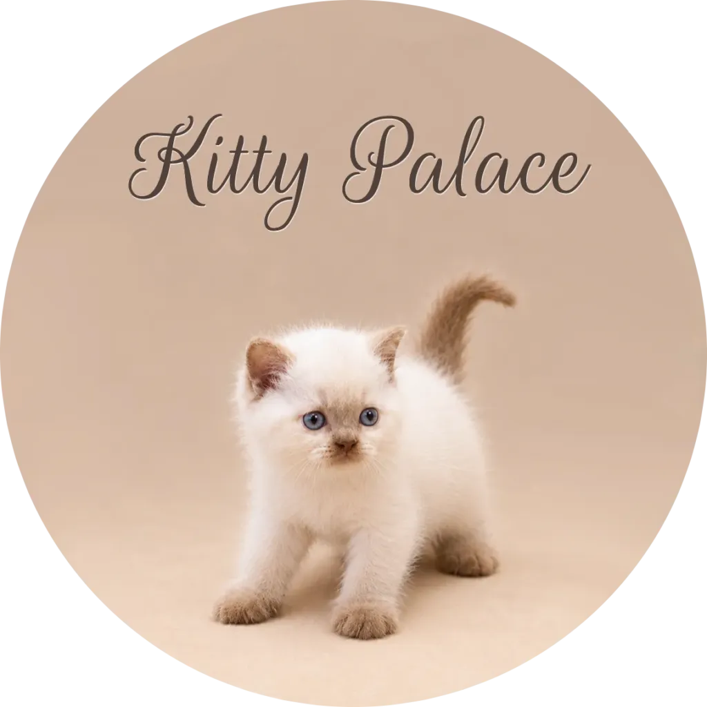 British shorthaired kittens for sale, cream colorpoint kitten standing with tail raised
