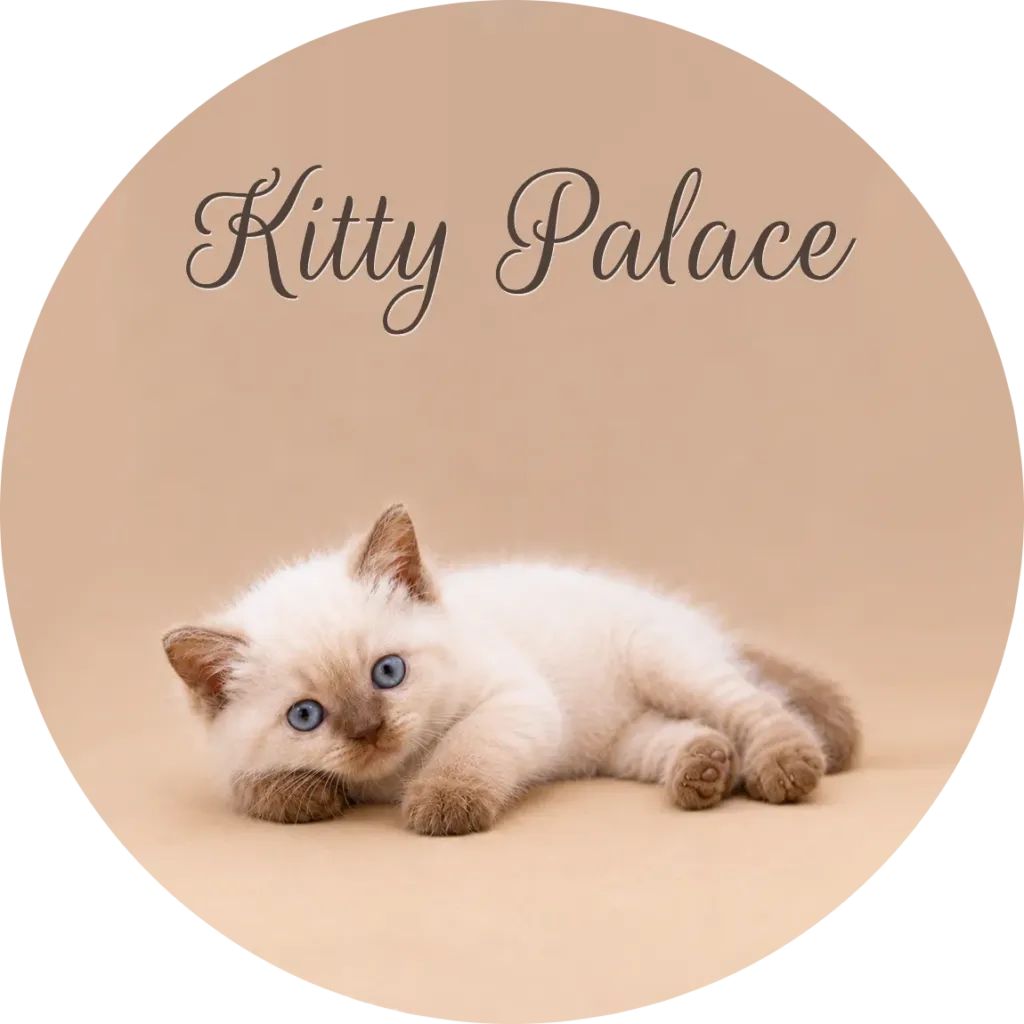 Buy British shorthair kitten, cream point baby lying stretched out with paws forward