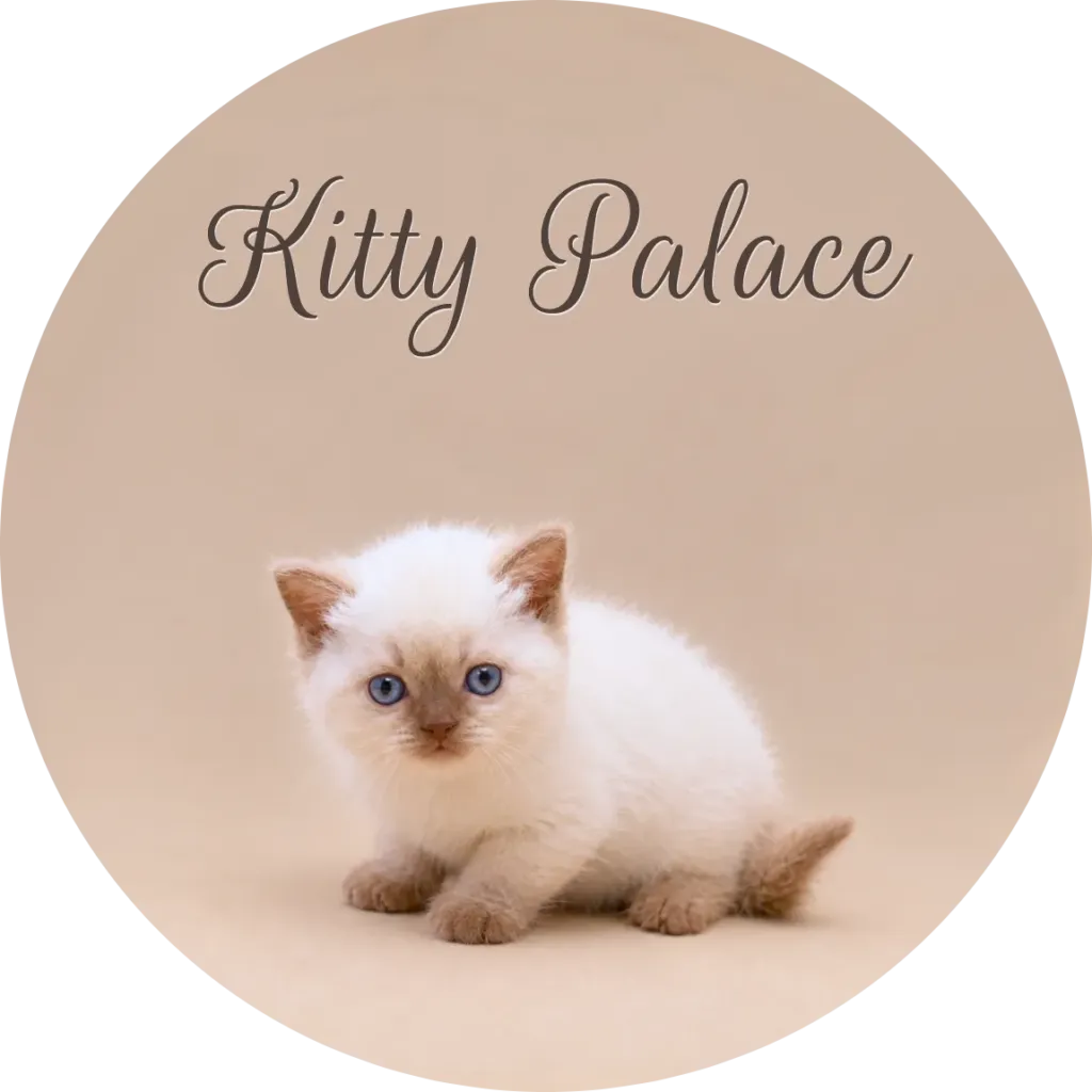 Buy British shorthair kitten — cream colorpoint kitten with blue eyes crouching on a beige backdrop
