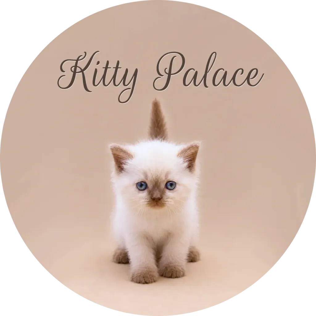 Cats near me at Kitty Palace — cinnamon point kitten sitting with tail held straight up