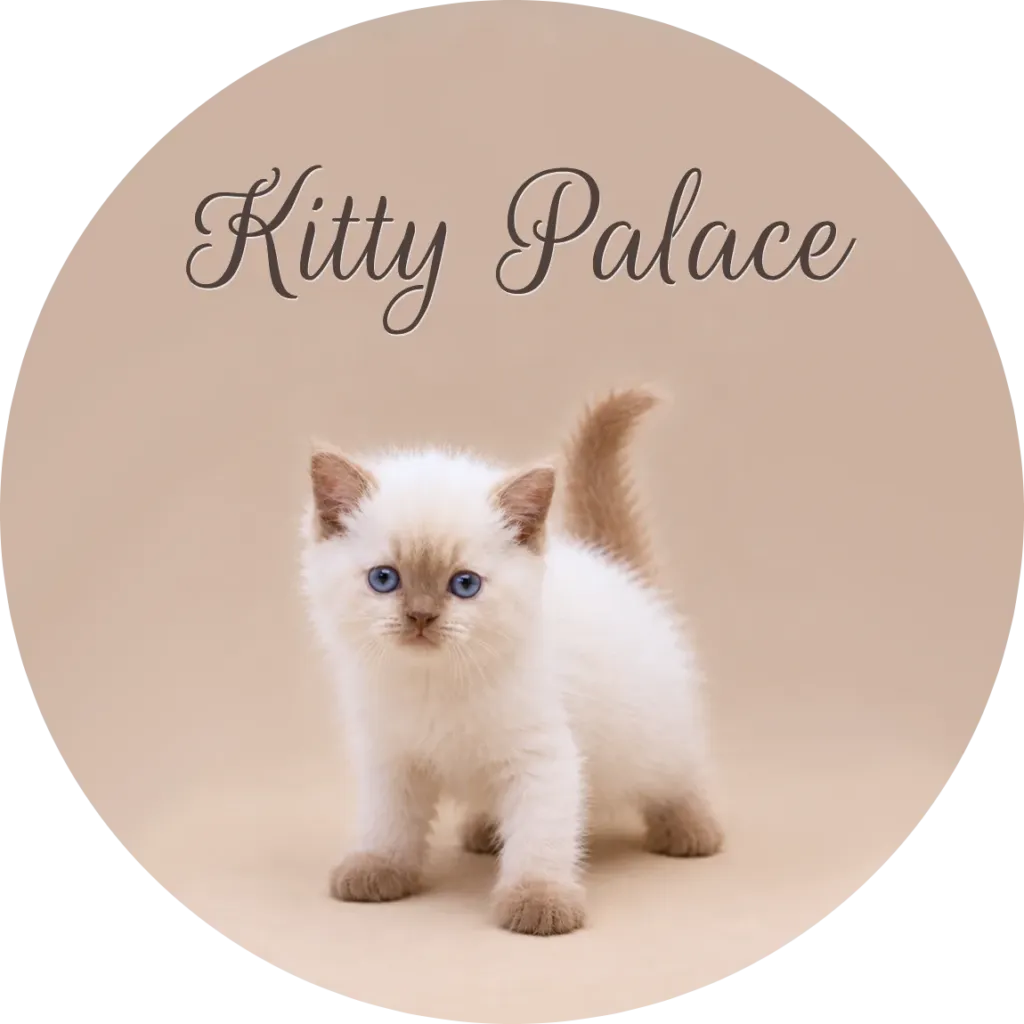 Cats near me — cinnamon point British shorthair kitten standing with tail curved up