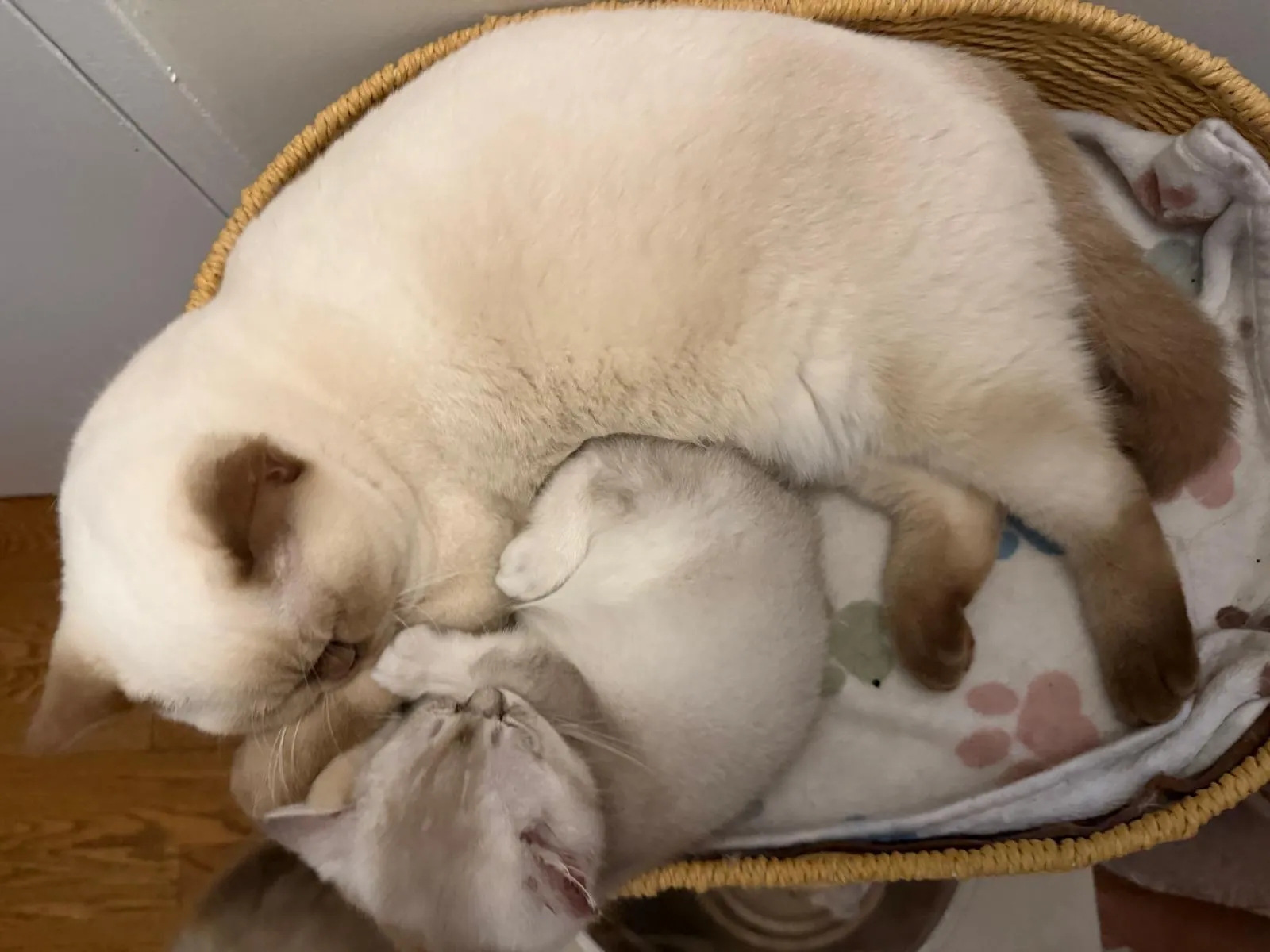 Cinnamon Point British Shorthairs