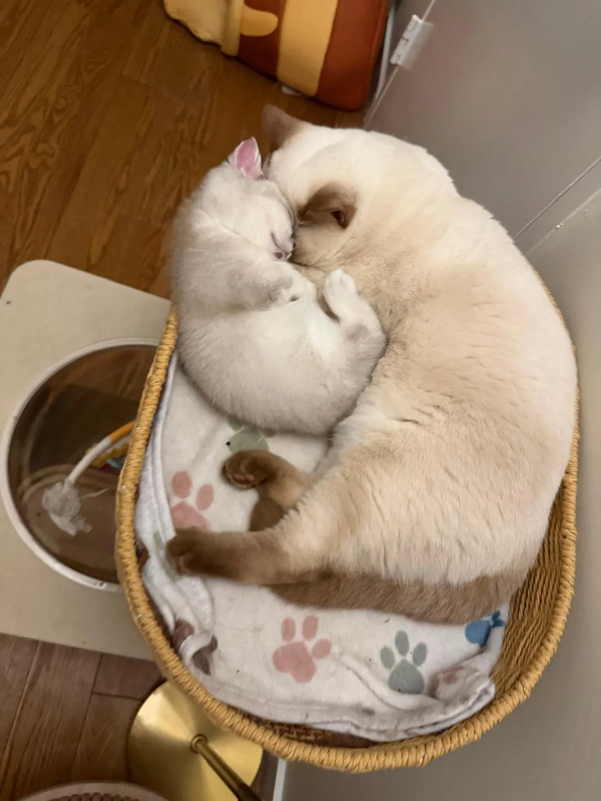 Cinnamon Point is a rare and beautiful color in British Shorthairs