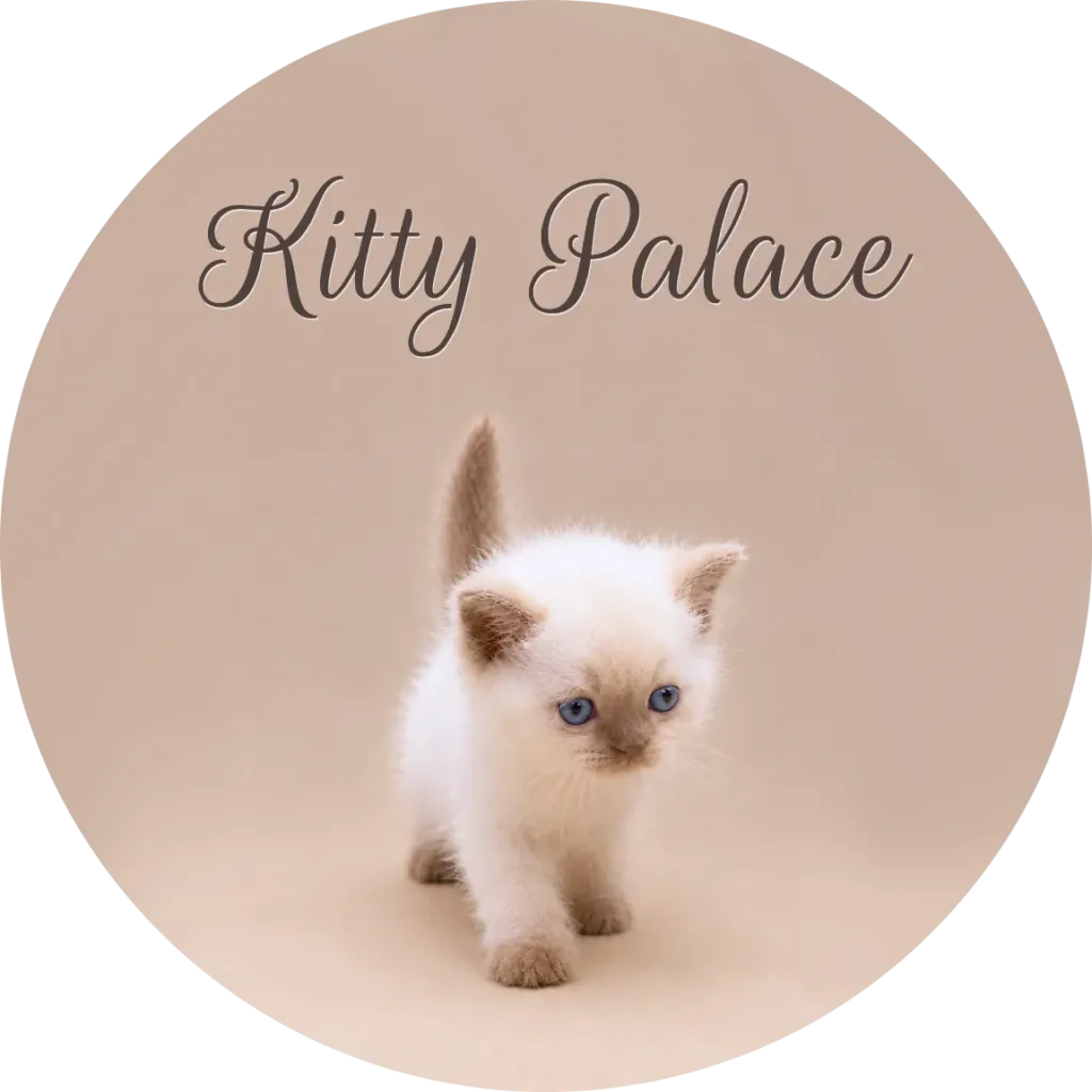 Cinnamon point kitten with blue eyes stepping forward on a beige backdrop, cats near me