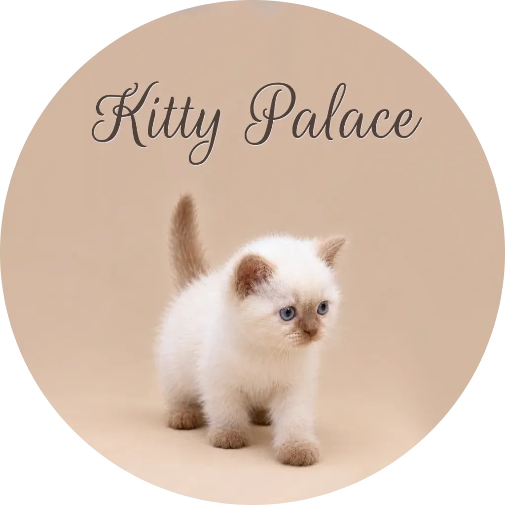 Colorpoint British shorthair kitten standing with tail raised, available to buy at Kitty Palace