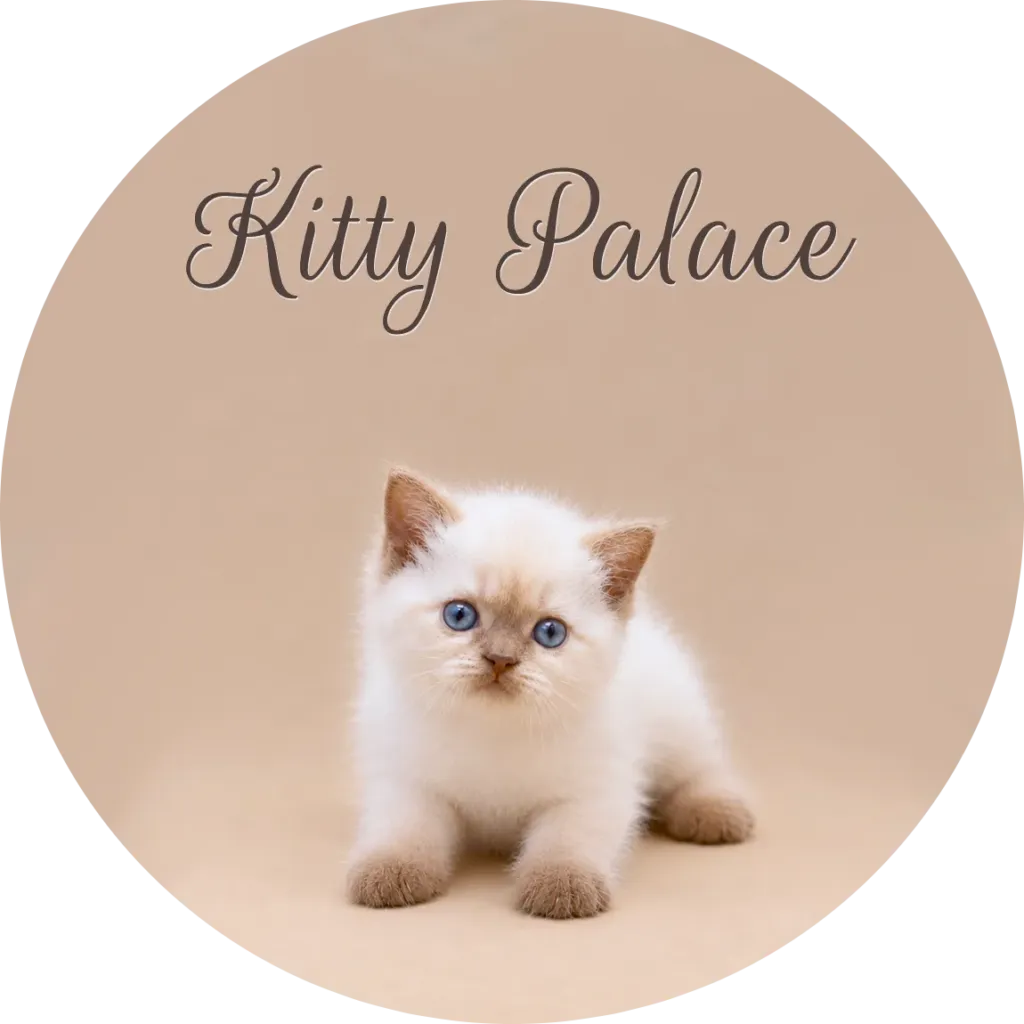Colorpoint kitten with blue eyes sitting on beige, British shorthair kitten cost at Kitty Palace