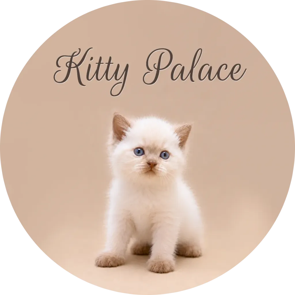 Cream point kitten with blue eyes sitting on a beige backdrop — British shorthaired kittens for sale