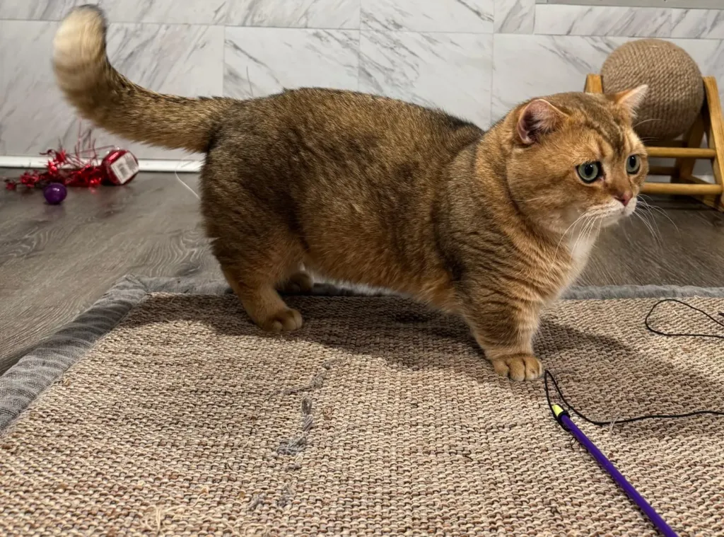 Black golden chinchilla Munchkin Taras standing with tail curved up — Munchkin cat for sale