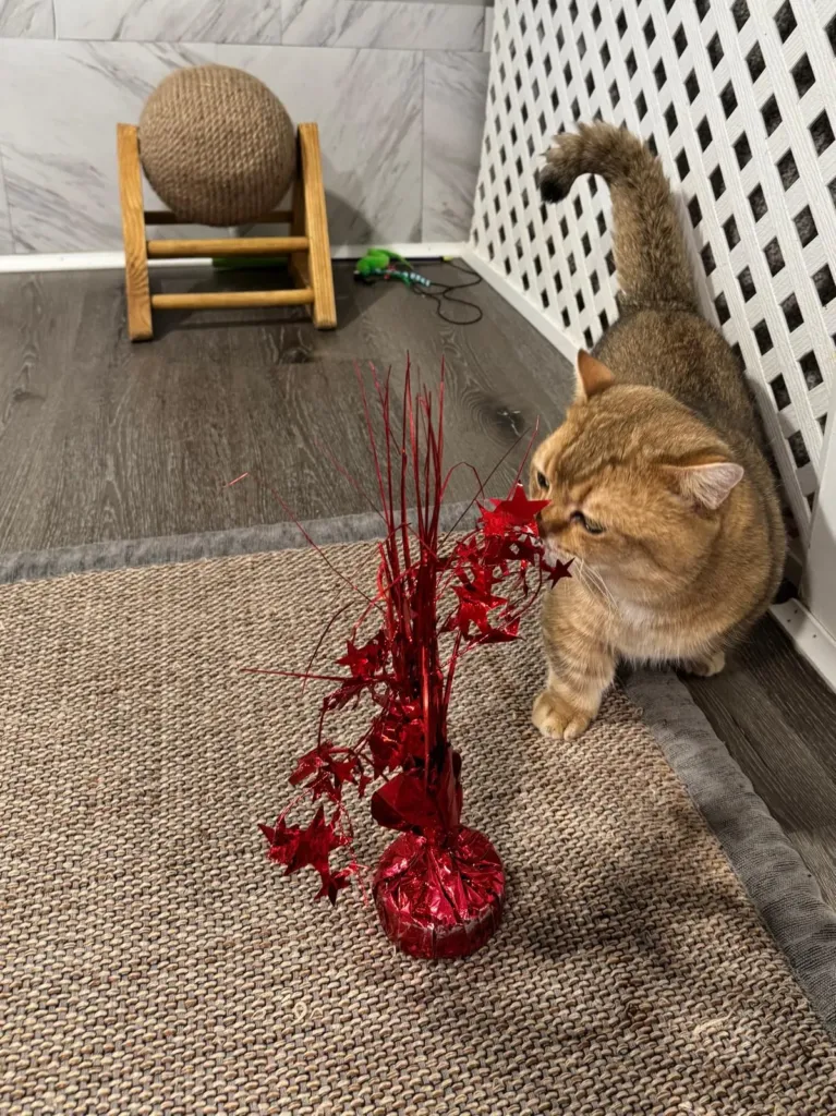 Black golden chinchilla Munchkin boy Taras investigating a red tinsel decoration at Kitty Palace