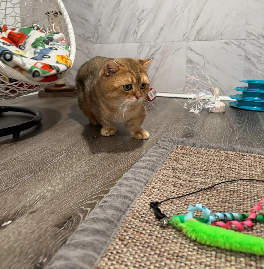 Black golden chinchilla Munchkin cat Taras approaching a feather wand toy — Munchkin for sale