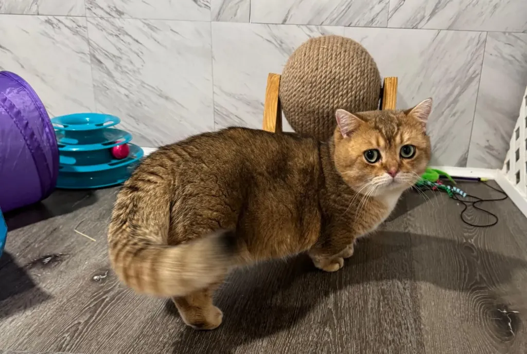 Munchkin male Taras standing by a rope scratching ball, black golden chinchilla cat for sale