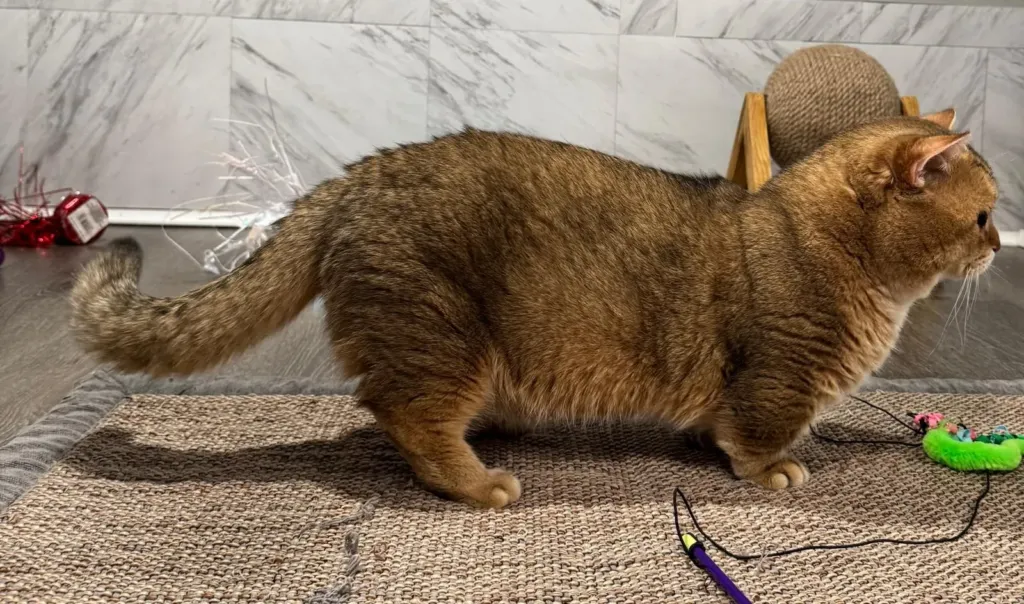 Side view of Munchkin male Taras watching a toy, black golden chinchilla cat at Kitty Palace