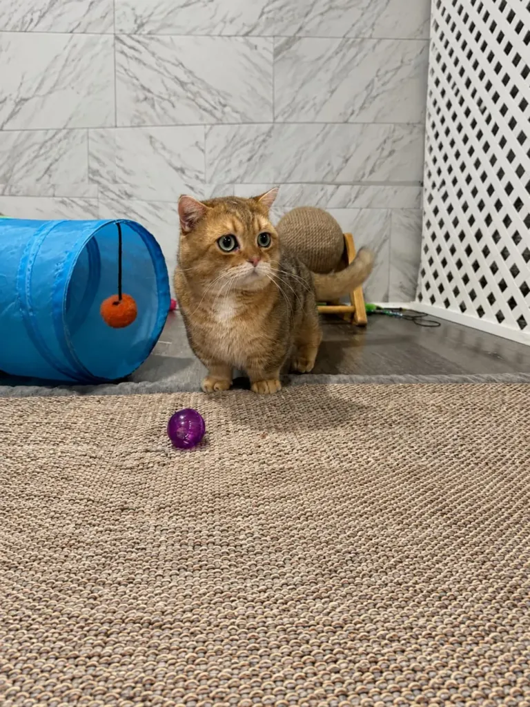 Taras, a black golden chinchilla Munchkin male, sitting beside a play tunnel — Munchkin cat for sale