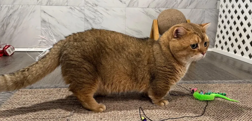 Taras in full side profile with short legs and long tail, black golden chinchilla Munchkin male