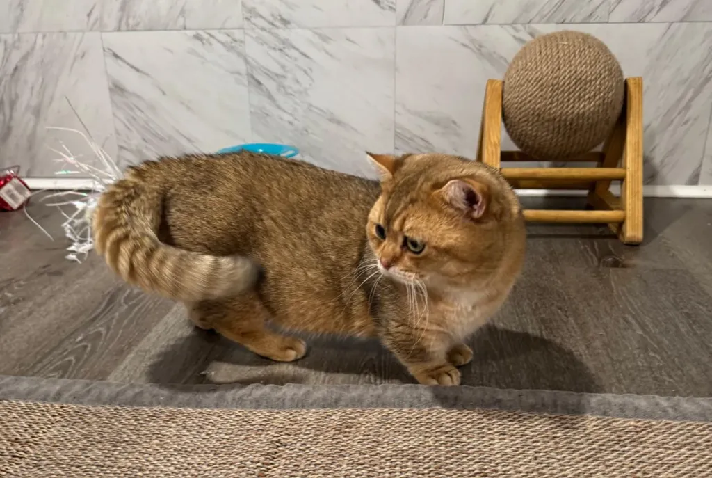 Taras the black golden chinchilla Munchkin stepping onto a woven mat in the play room