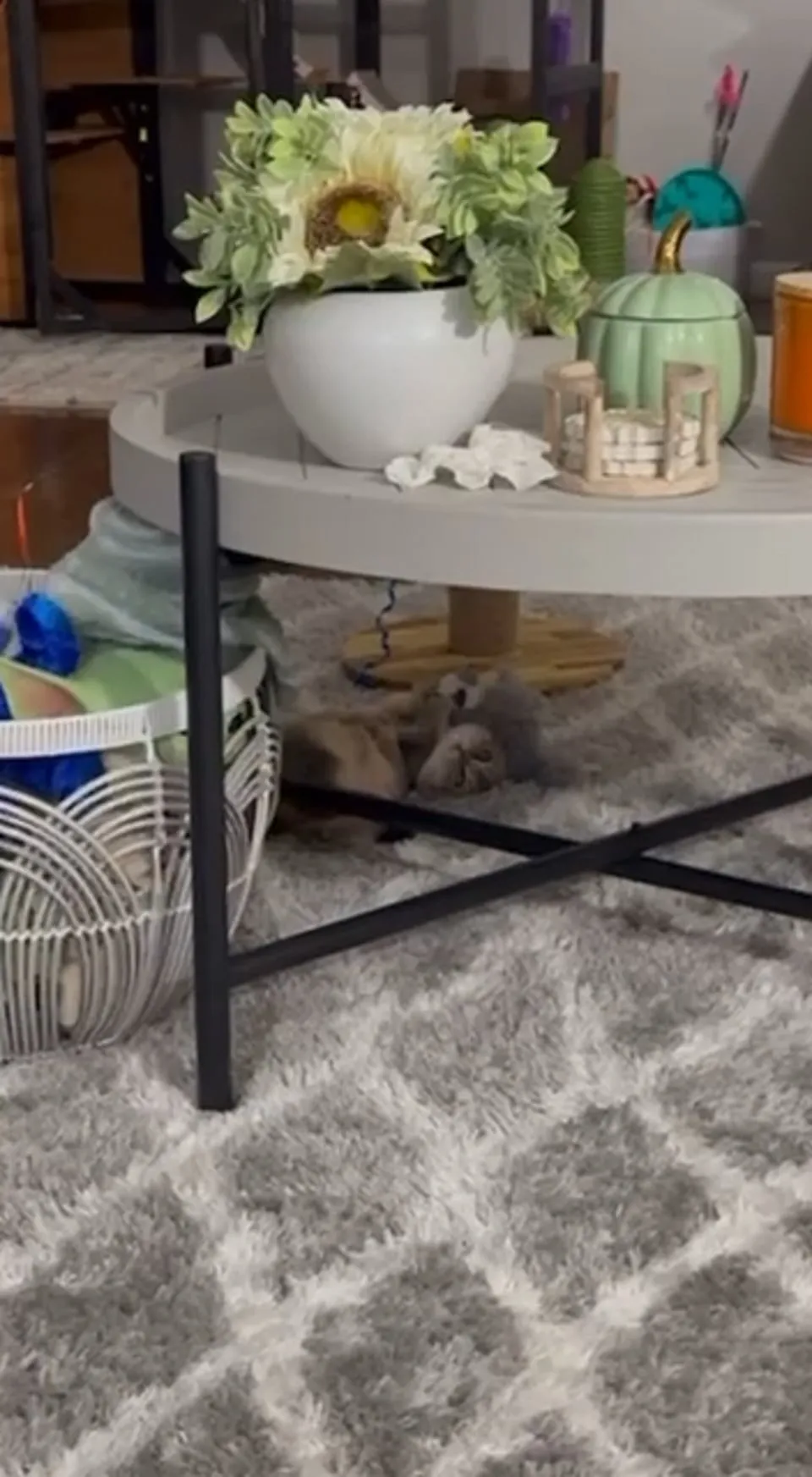 Kitty Palace Cattery - British and Scottish Kittens. Customer reviews - Video 2
