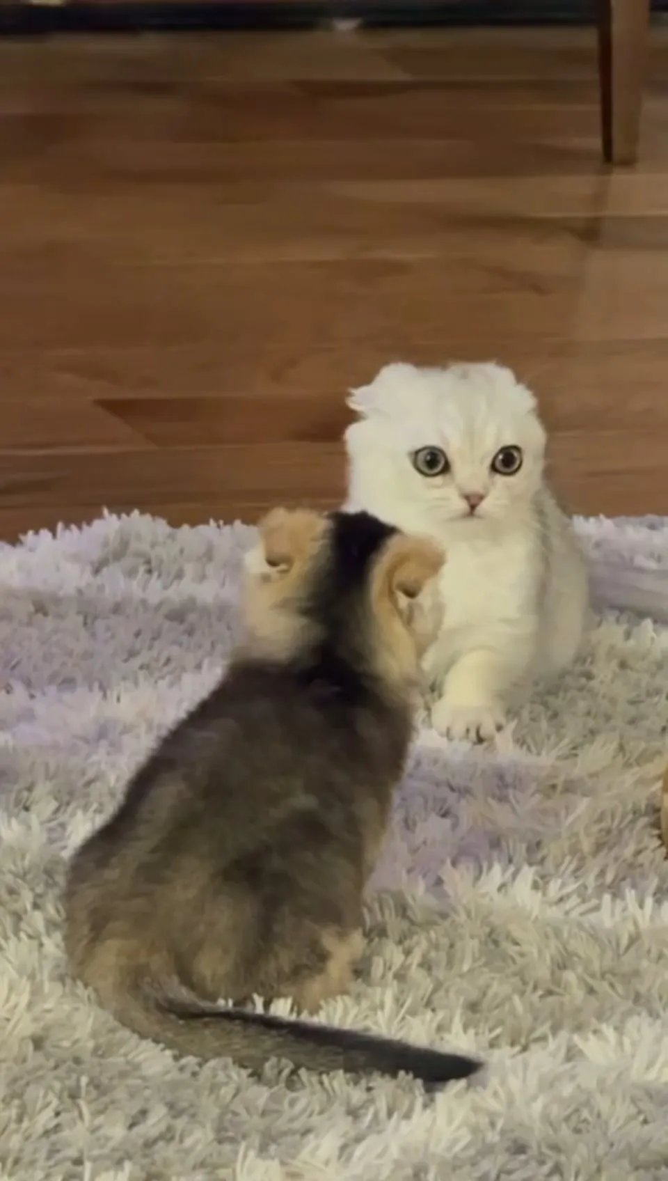 Kitty Palace Cattery - British and Scottish Kittens. Customer reviews - Video 3