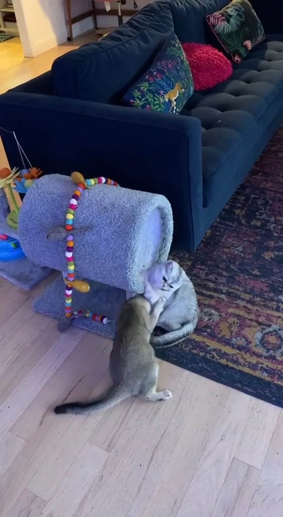 Kitty Palace Cattery - British and Scottish Kittens. Customer reviews - Video 4