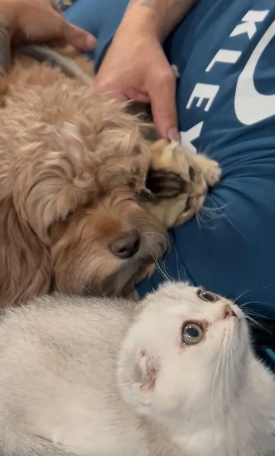 Kitty Palace Cattery - British and Scottish Kittens. Customer reviews - Video 5