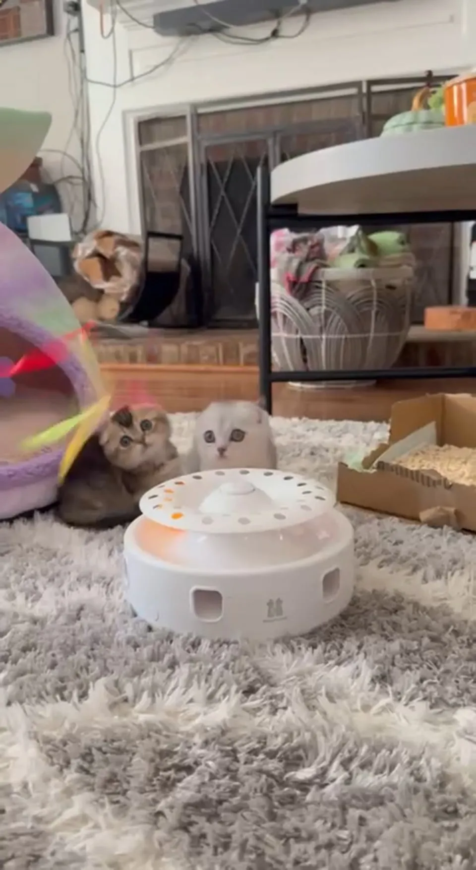Kitty Palace Cattery - British and Scottish Kittens. Customer reviews - Video 6