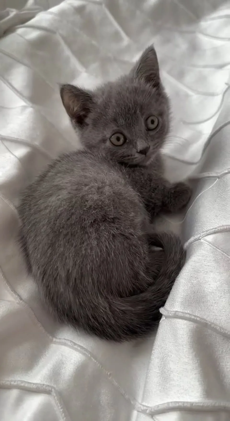 Kitty Palace Cattery - British and Scottish Kittens. Customer reviews - Video 8