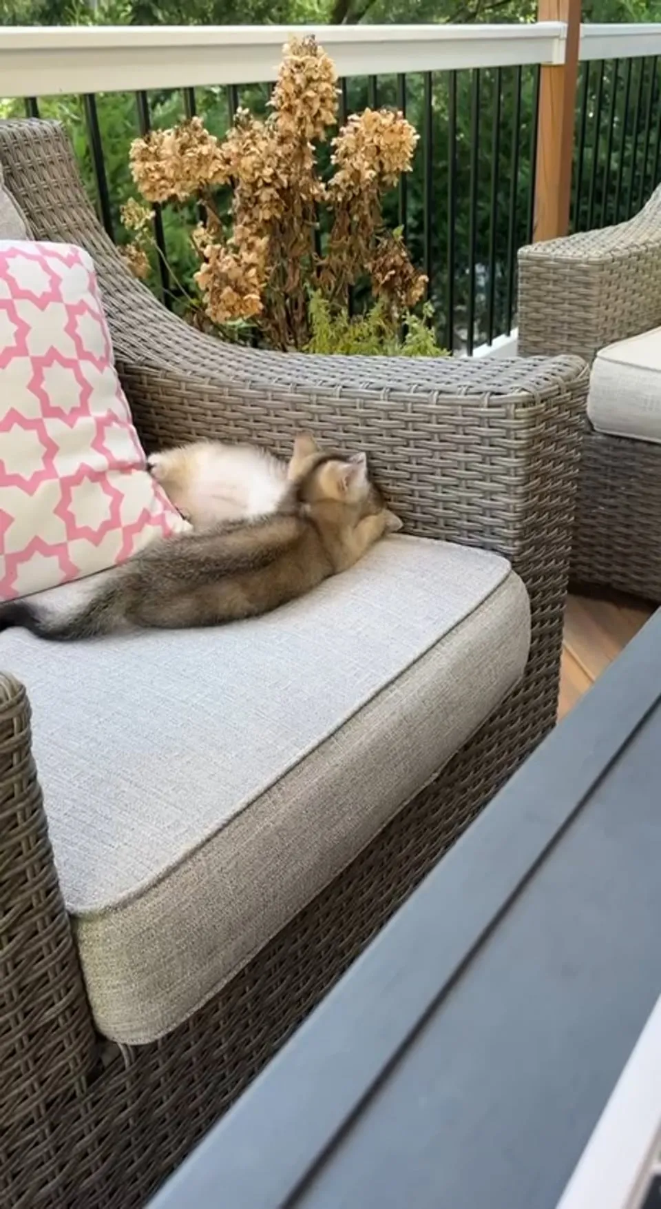 Kitty Palace Cattery - British and Scottish Kittens. Customer reviews - Video 9