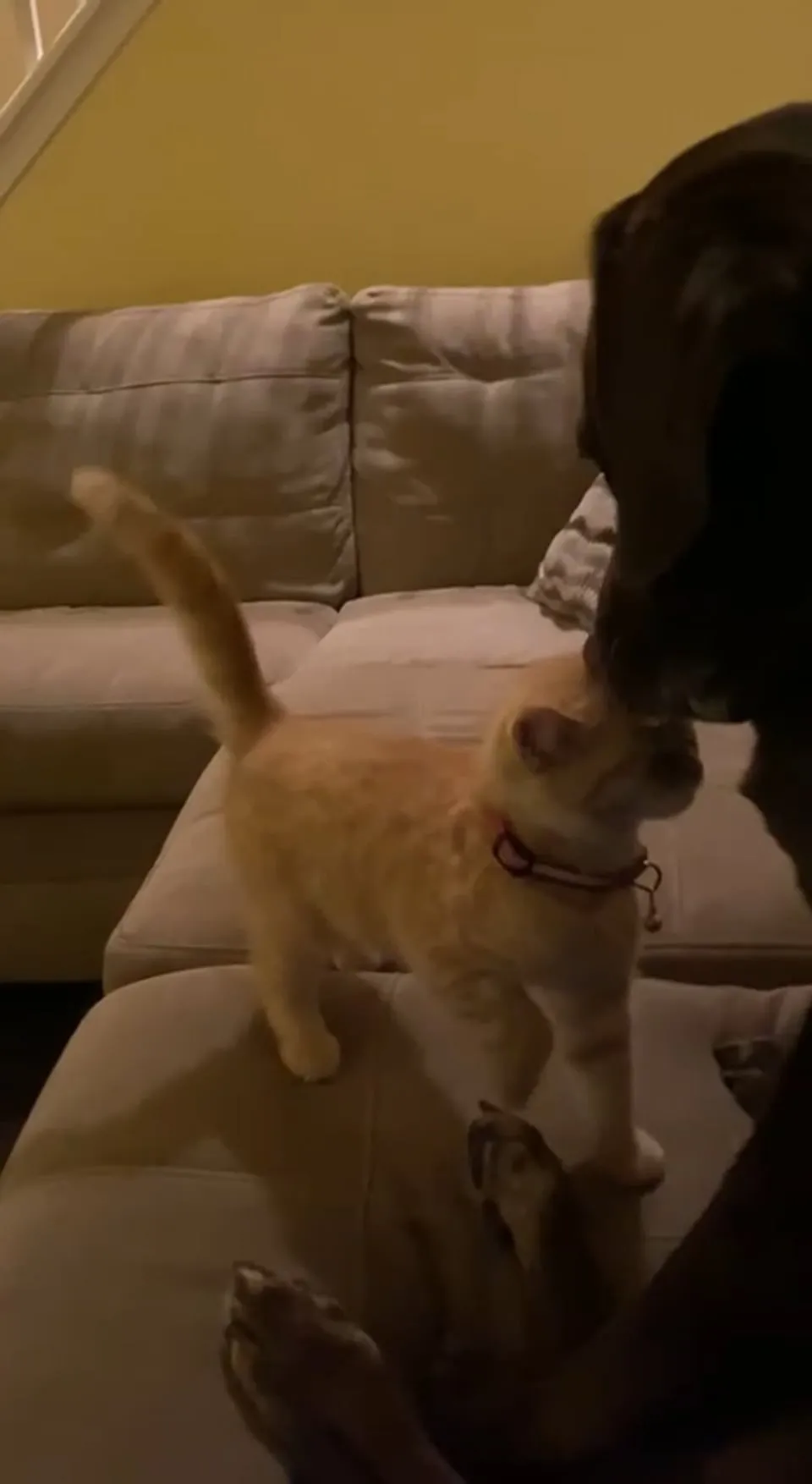 Kitty Palace Cattery - British and Scottish Kittens. Customer reviews - Video 10