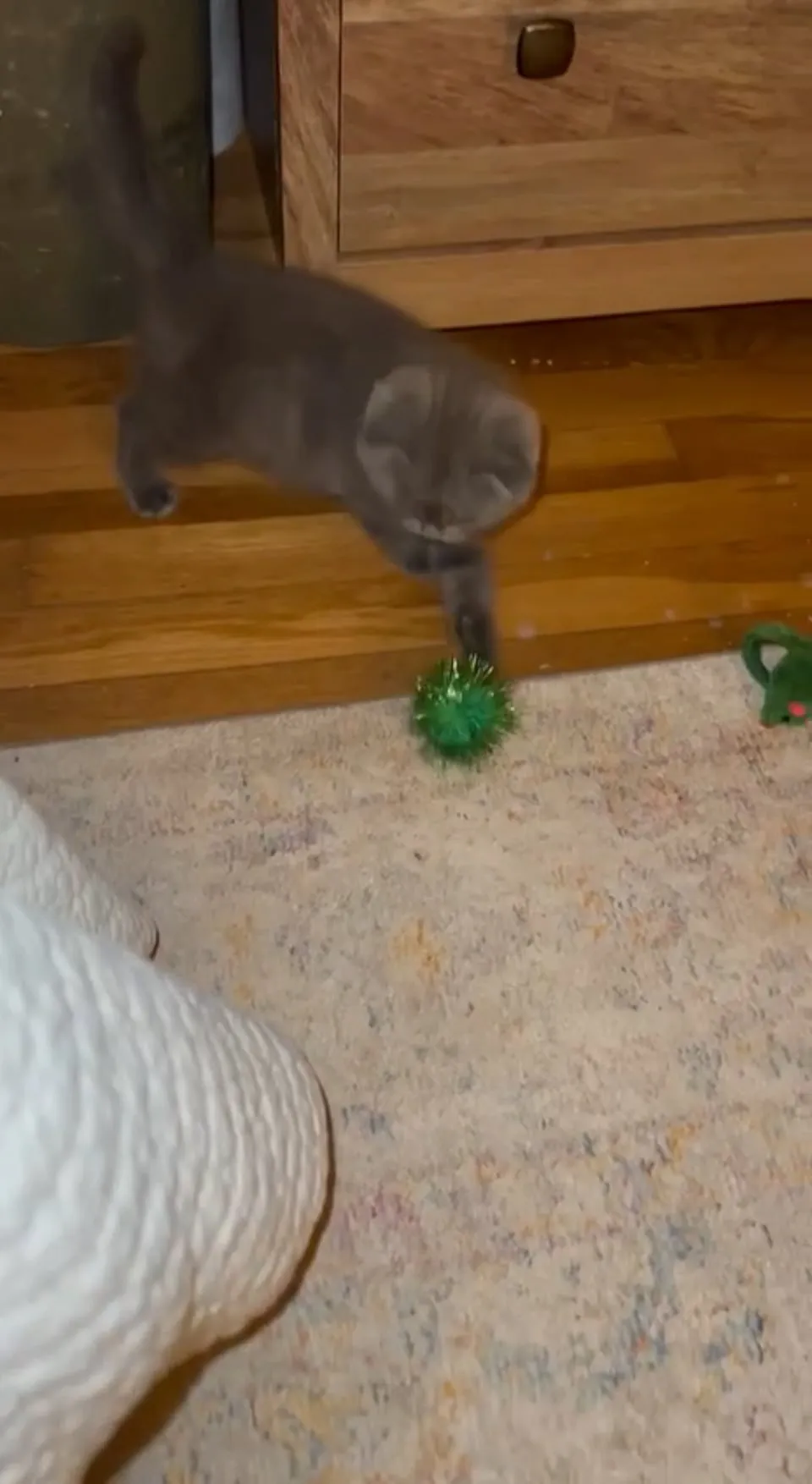 Kitty Palace Cattery - British and Scottish Kittens. Customer reviews - Video 11