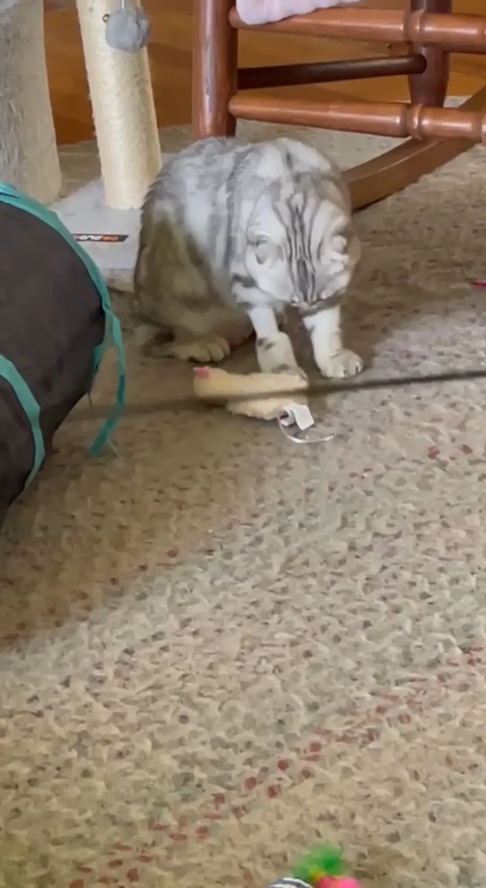 Kitty Palace Cattery - British and Scottish Kittens. Customer reviews - Video 12
