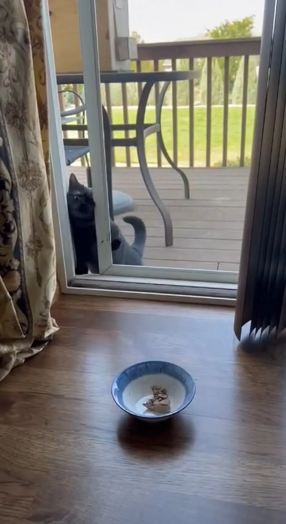 Kitty Palace Cattery - British and Scottish Kittens. Customer reviews - Video 13