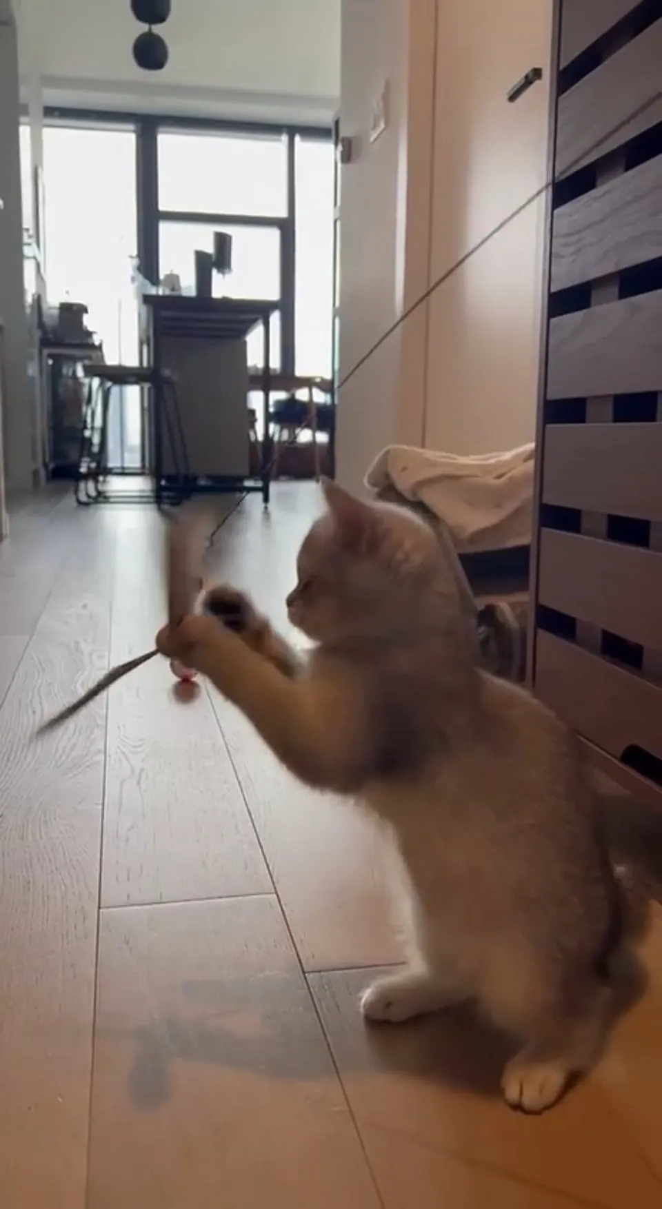 Kitty Palace Cattery - British and Scottish Kittens. Customer reviews - Video 14