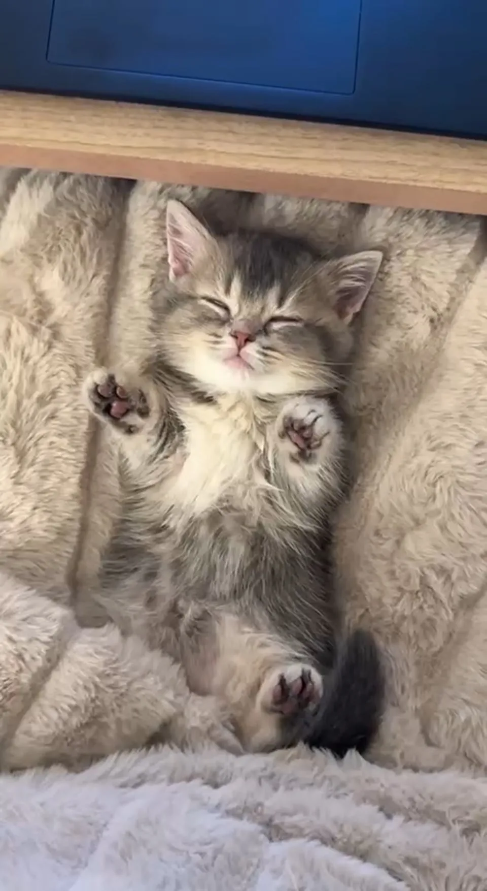 Kitty Palace Cattery - British and Scottish Kittens. Customer reviews - Video 15