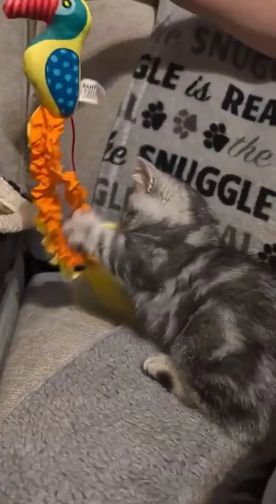 Kitty Palace Cattery - British and Scottish Kittens. Customer reviews - Video 16