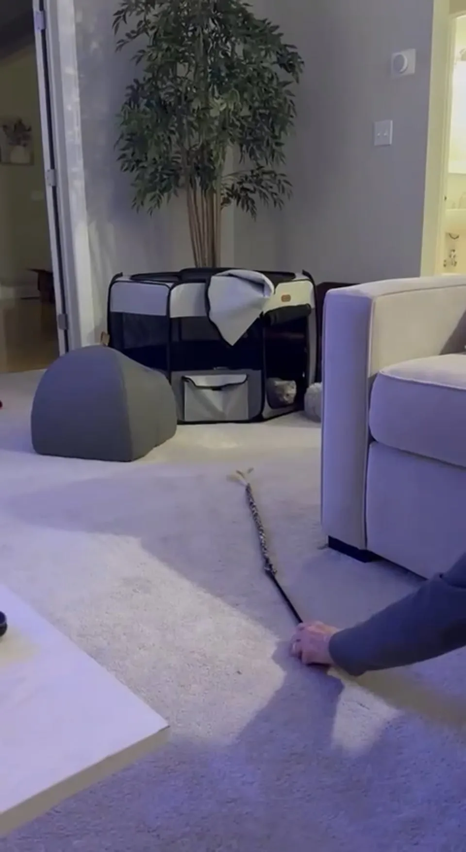 Kitty Palace Cattery - British and Scottish Kittens. Customer reviews - Video 17