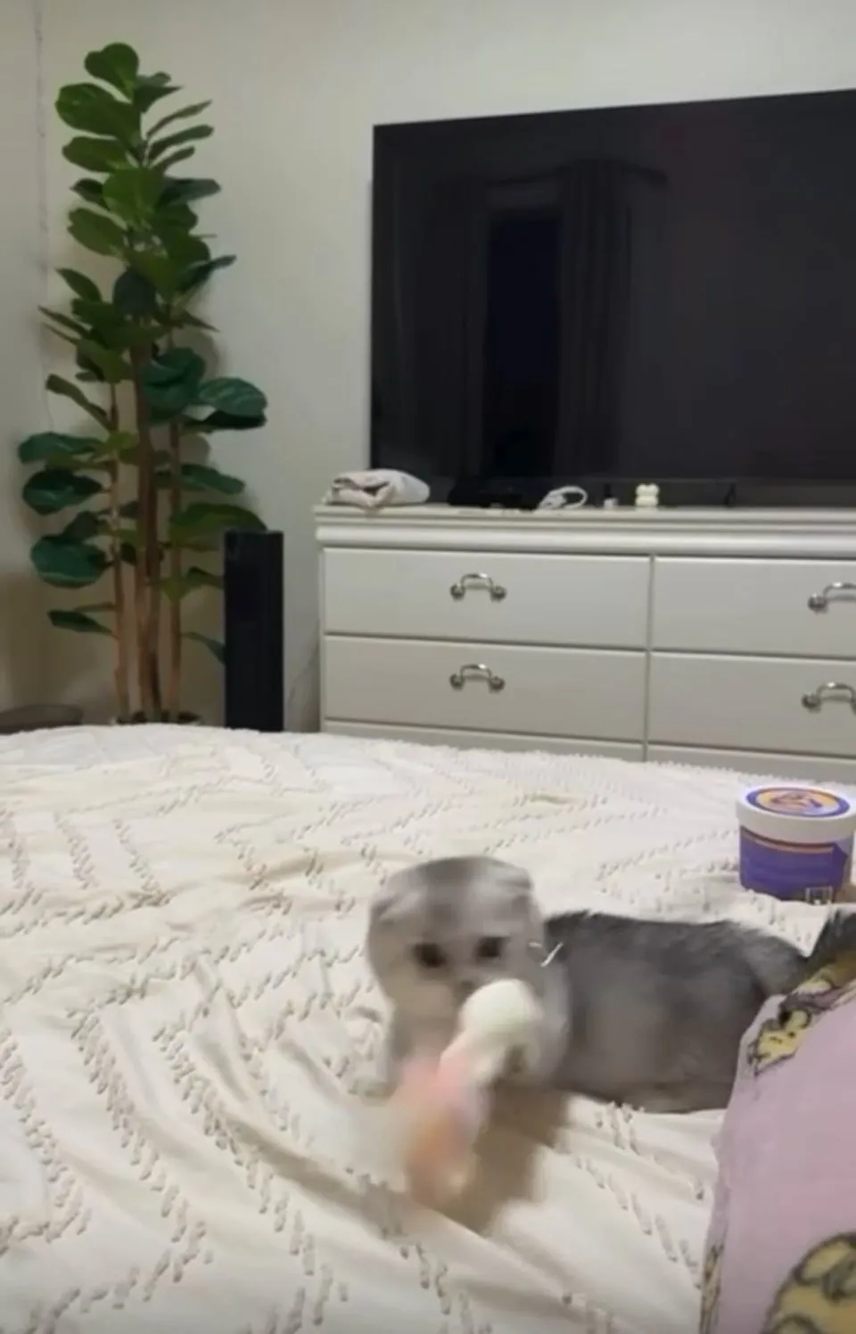 Kitty Palace Cattery - British and Scottish Kittens. Customer reviews - Video 18