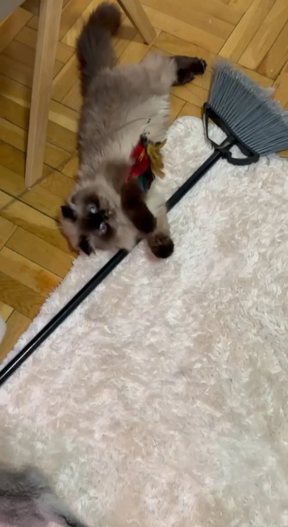 Kitty Palace Cattery - British and Scottish Kittens. Customer reviews - Video 19