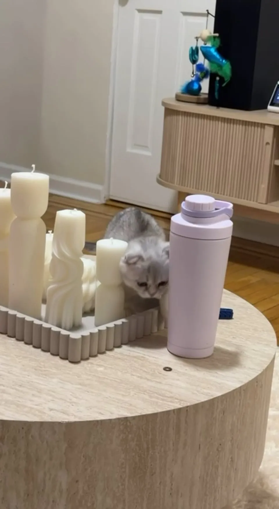 Kitty Palace Cattery - British and Scottish Kittens. Customer reviews - Video 20