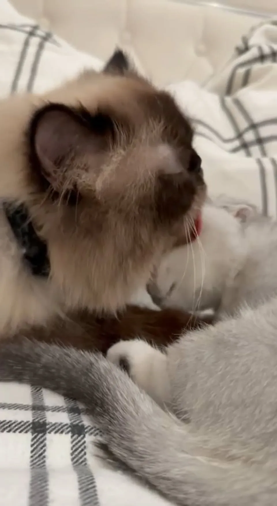 Kitty Palace Cattery - British and Scottish Kittens. Customer reviews - Video 21