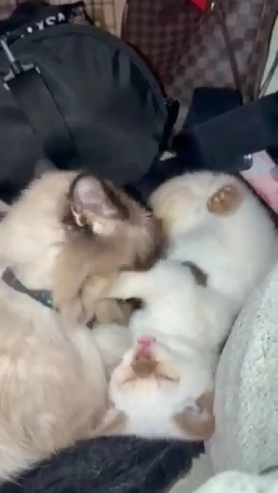 Kitty Palace Cattery - British and Scottish Kittens. Customer reviews - Video 22